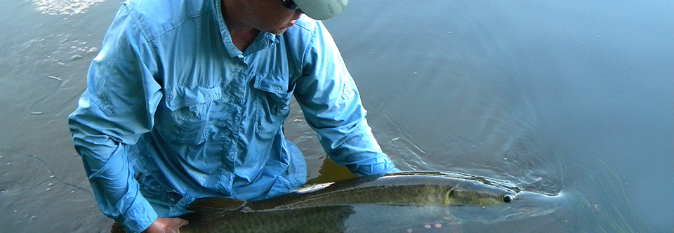 River Muskie