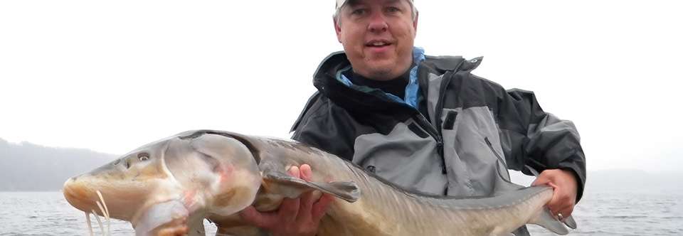 Sturgeon