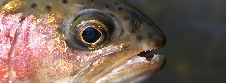 Trout/Steelhead