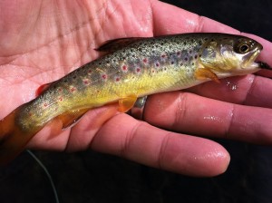 2016 March Tiny trout