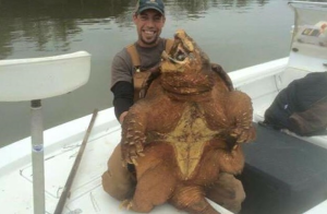 Wes Prewett's Alabama record 200 lb Alligator snapper. This is the size of what we saw