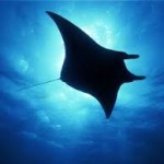 A guide once told me there are no giant manta rays in Florida